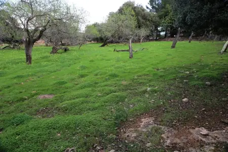 Venta Solar urbano en Cala Ratjada Mallorca