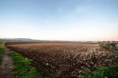 Terrenos en Vilafranca de Bonany Riera Taylor