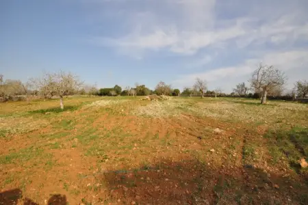 Venta Fincas en San Lorenzo Mallorca
