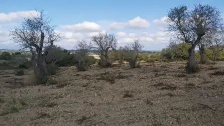 Terrenos en Petra Riera Taylor