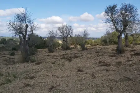 Venta Terrenos en Petra Mallorca