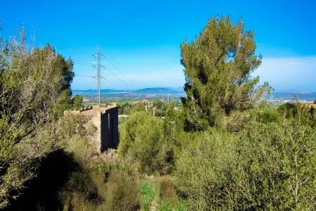 Venta Fincas en Manacor Mallorca