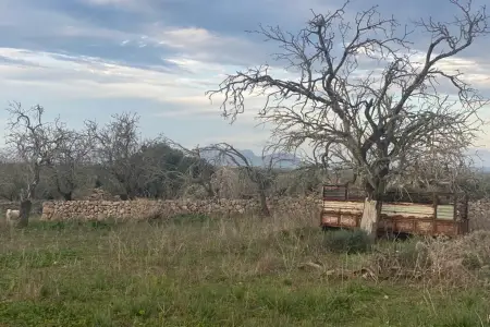 Venta Terrenos en Santa Margarita Mallorca