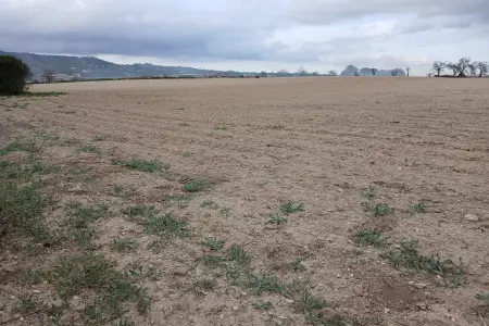 Venta Terrenos en Vilafranca de Bonany Mallorca