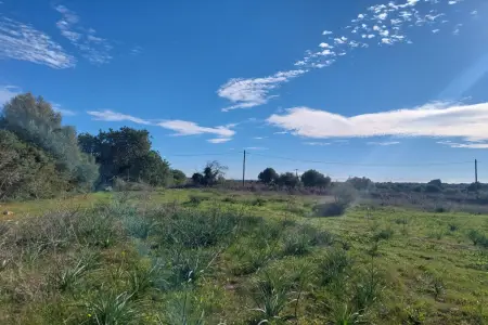 Venta Terrenos en Sillot Mallorca