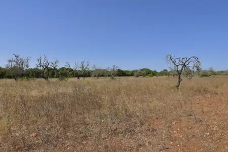 Venta Terrenos en Felanitx Mallorca