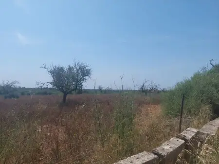 Terrenos en Porto Cristo Riera Taylor