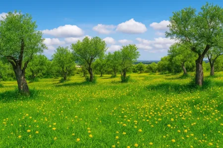Venta de terreno en Vilafranca de Bonany