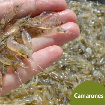Camarones