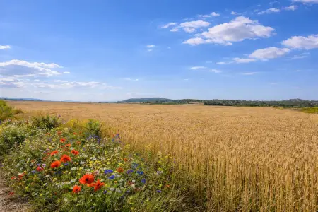 Venta Terrenos en Manacor Mallorca
