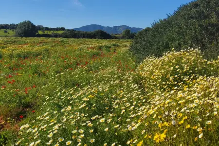 Venta Terrenos en Son Carrio Mallorca