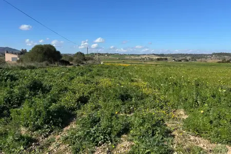 Venta Terrenos en Manacor Mallorca